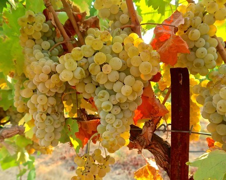 Highfill: 13 of Lodi’s most interesting wines