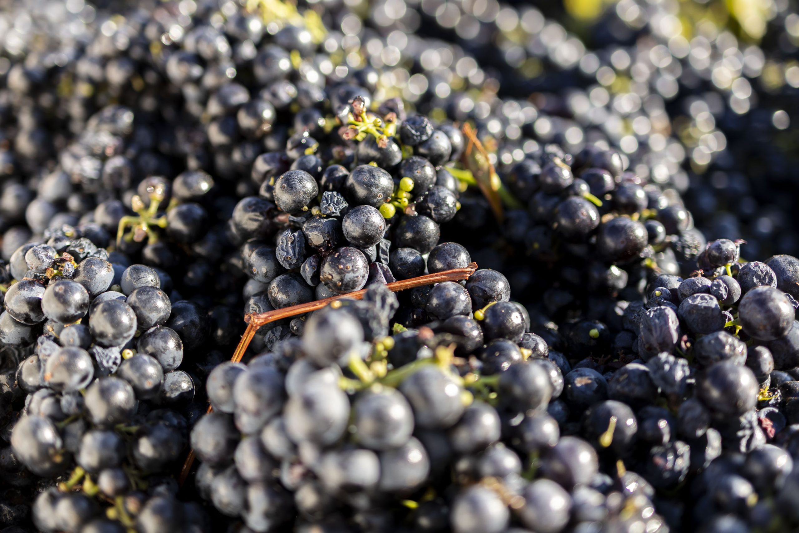 A new wine label promotes workers’ rights